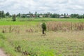 Cambodia, farmer works