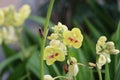 Cambodia. Spathoglottis plicata. Siem Reap province.