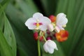 Cambodia. Spathoglottis plicata. Siem Reap province.