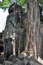 Cambodia - Ta Prohm temple