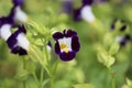 Cambodia. Torenia fournieri. Siem Reap province. Royalty Free Stock Photo