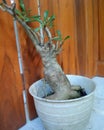 Cambodia tree plant in the pot