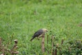 Cambodia. The vinous-breasted starling. Siem Reap province.