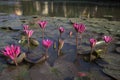 Cambodja. Water Lily flower. Siem Reap city.