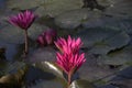 Cambodja. Water Lily flower. Siem Reap city.