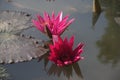 Cambodja. Water Lily flower. Siem Reap city.