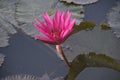 Cambodja. Water Lily flower. Siem Reap city.