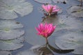 Cambodja. Water Lily flower. Siem Reap city.