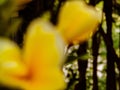 Cambodia's yellow flower clusters. With the blur taking the picture.