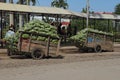 Cambodian Carst Loaded with Mangoes