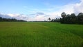 Cambodian countryside, green Rice field, forest in the background