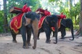 Cambodian Elephant Riders