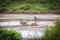 Cambodian farmer in a rice field