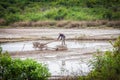 Cambodian farmer in a rice field