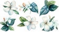 Cambodian Flower Collection: Watercolor Paintings on a Clean White Background with Sharp Lines in a Centered View.