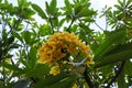 The Cambodian flower is a species of the genus Plumeria. it has narrow elongated leaves, large white flowers.