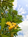 Cambodian flowers bloom under the midday sun