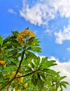 Cambodian flowers bloom under the midday sun