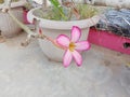 Cambodian flowers blooming against the background of round cement flower pots