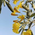 Cambodian flowers are bright yellow