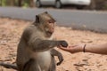 Asian Girl's Hand Feeding a Monkey Peanuts