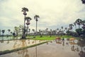 Cambodian kid with cows crossing a rice field