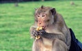 Cambodian long-tail monkey in Siemreap Royalty Free Stock Photo