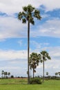 Cambodian palm tree