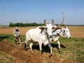 Cambodian peasant ploughing its field