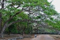 Cambodian Road