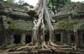 Cambodian temple of Ta Prohm