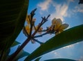 Cambodian tree twig leaf flowers and clear blue sky