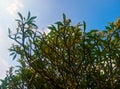 Cambodian tree twig leaf flowers and clear blue sky