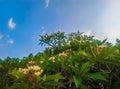 Cambodian tree twig leaf flowers and clear blue sky