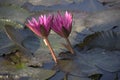 Cambodja. Water Lily flower. Siem Reap city.