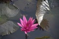 Cambodja. Water Lily flower. Siem Reap city.