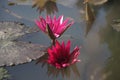 Cambodja. Water Lily flower. Siem Reap city.