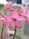 Camboja Flowers Under Sunrise in the Morning