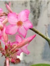 Pink Camboja Flowers Under Sunrise