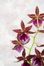 Cambria Orchid Royalty Free Stock Photo