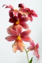 Cambria orchid blooms Royalty Free Stock Photo