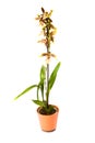 Cambria orchidee Royalty Free Stock Photo