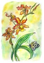 Cambria orchids and butterfly, watercolor illustration