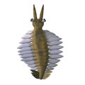 Cambrian Anomalocaris Lobes