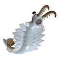 Cambrian Anomalocaris Underside