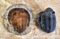 Cambrian Period Trilobites. Royalty Free Stock Photo