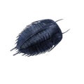 Cambric trilobite illustration Royalty Free Stock Photo