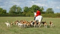Cambridgeshire Hunt and Enfield Chase Rider in traditional Jacket Horse and Hounds.