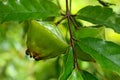 cambuci fruit among green leaves