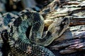 Adult Northern Pacific Rattlesnake, Siskiyou County, Northern California, USA